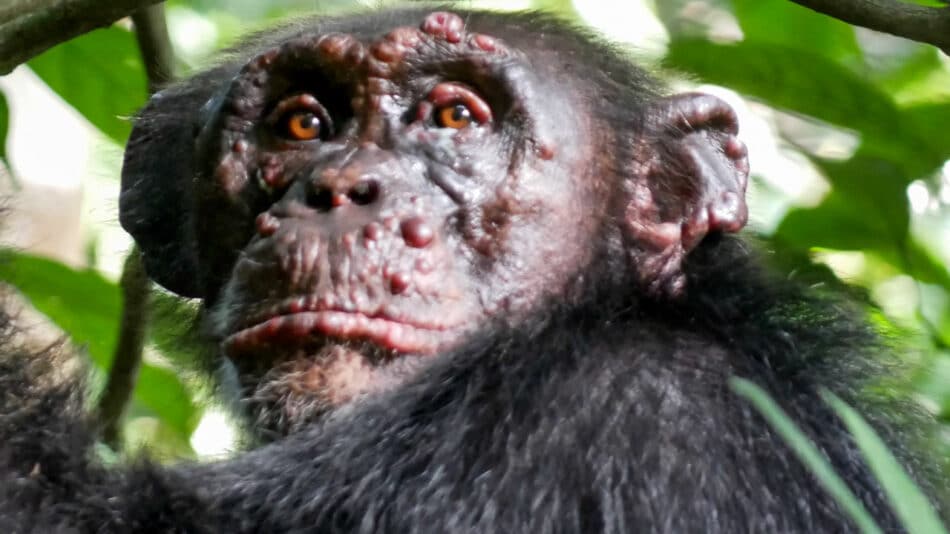 La lepra ha llegado a los chimpancés salvajes