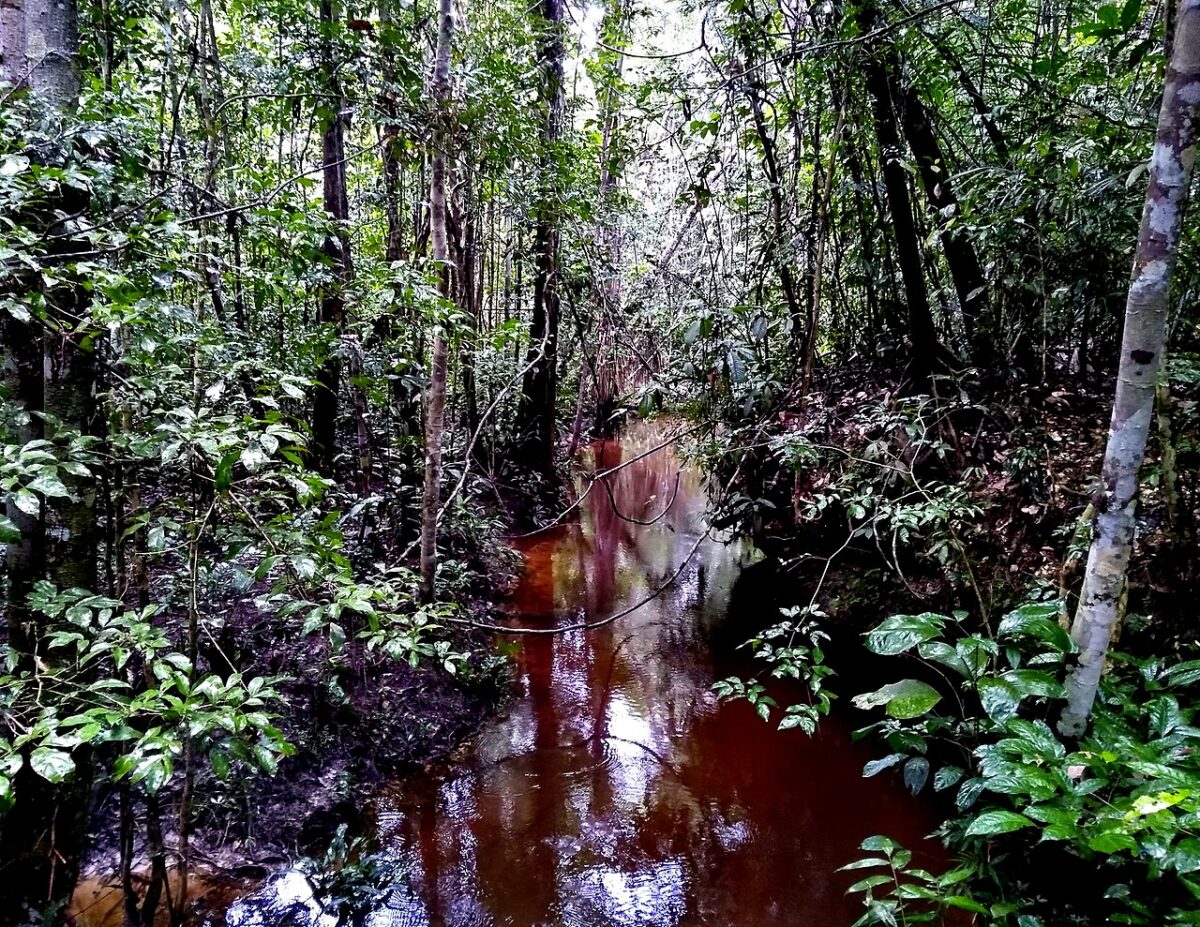 ¿Por qué los árboles más jóvenes mueren en el Amazonas? Los expertos ya tienen la respuesta