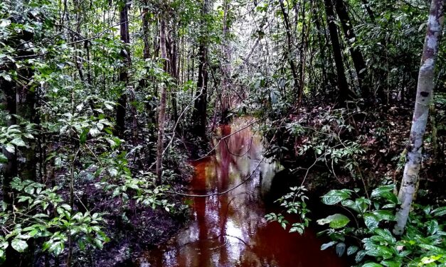¿Por qué los árboles más jóvenes mueren en el Amazonas? Los expertos ya tienen la respuesta