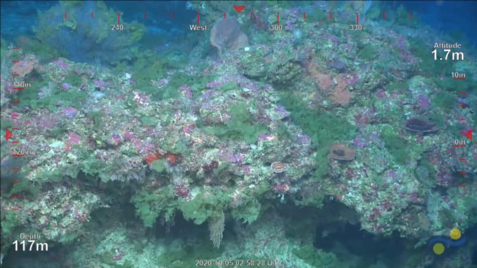 Descubren un nuevo arrecife de coral