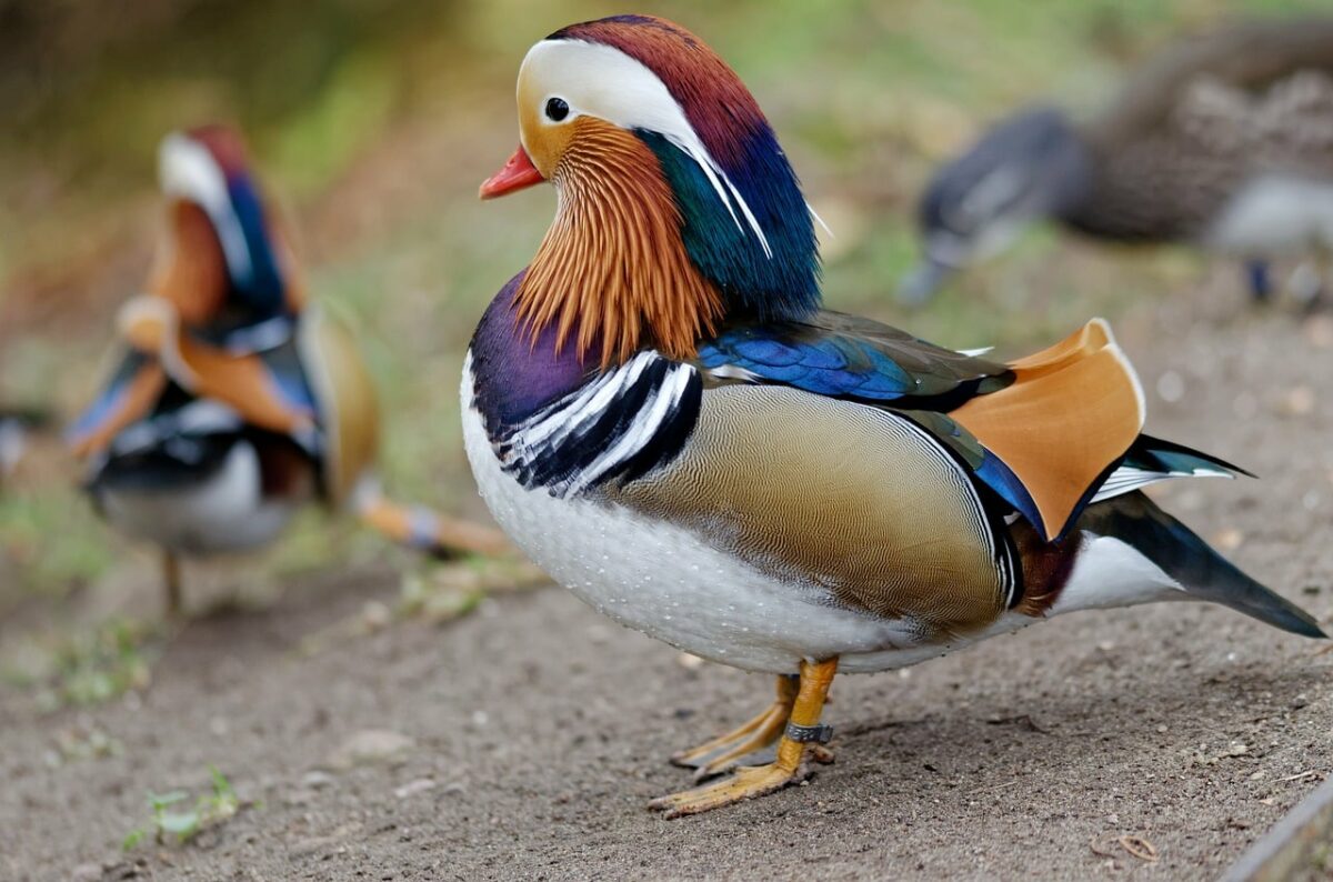 La migración de las aves influye en el color de las plumas