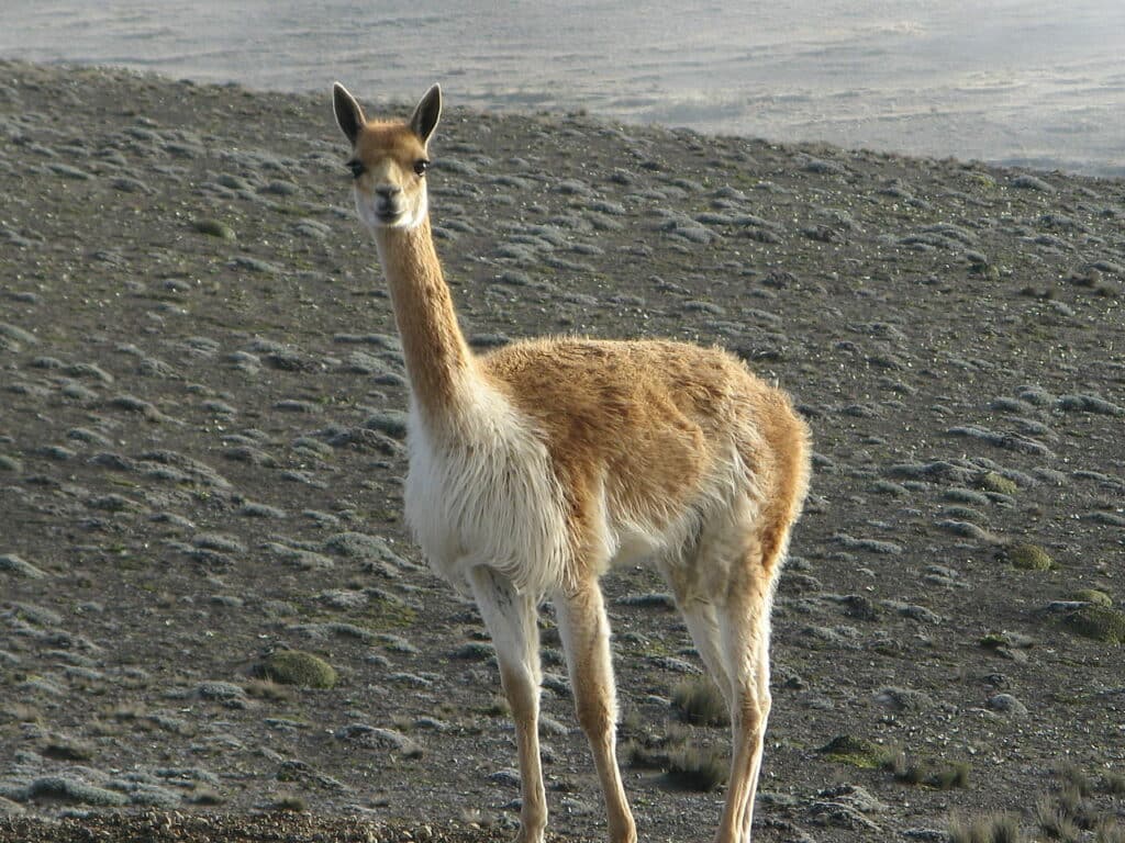 vicuña ( Vicugna vicugna )