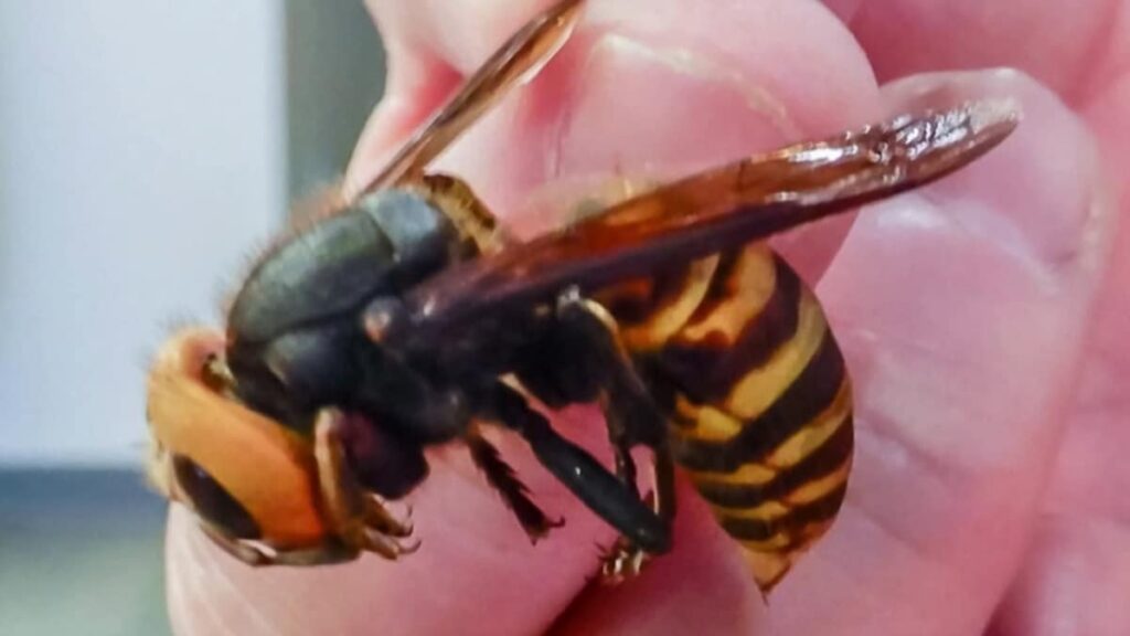 avispa asesina