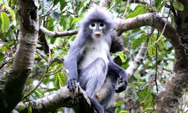 Una nueva especie de mono descubierta en Myanmar que ya está en peligro de extinción