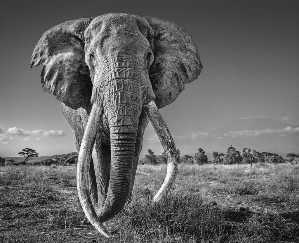 Un elefante. Fotografía de David Yarrow