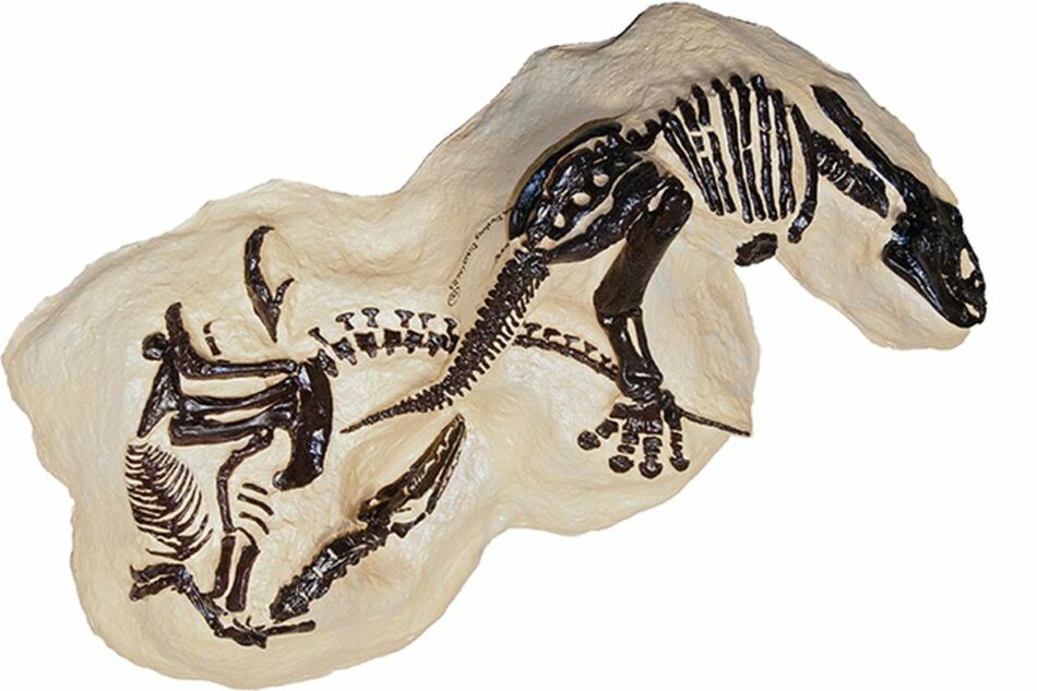Por fin podremos ver el fósil que capturó la pelea de los dos dinosaurios más famosos
