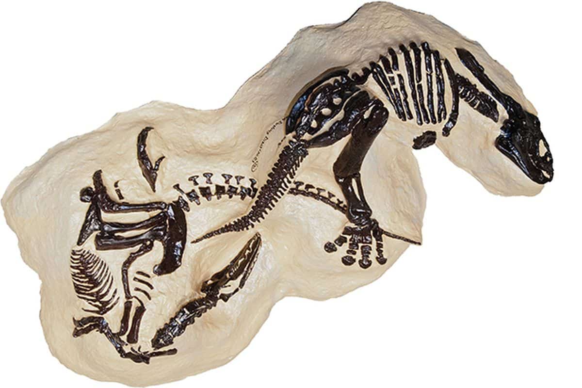 Tiranosaurio y triceratops - Por fin podremos ver el fósil que capturó la  pelea de los dos dinosaurios más famosos