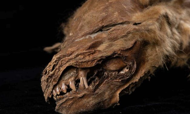 Un lobo momificado de hace 57.000 años descubierto bajo el hielo de Canadá