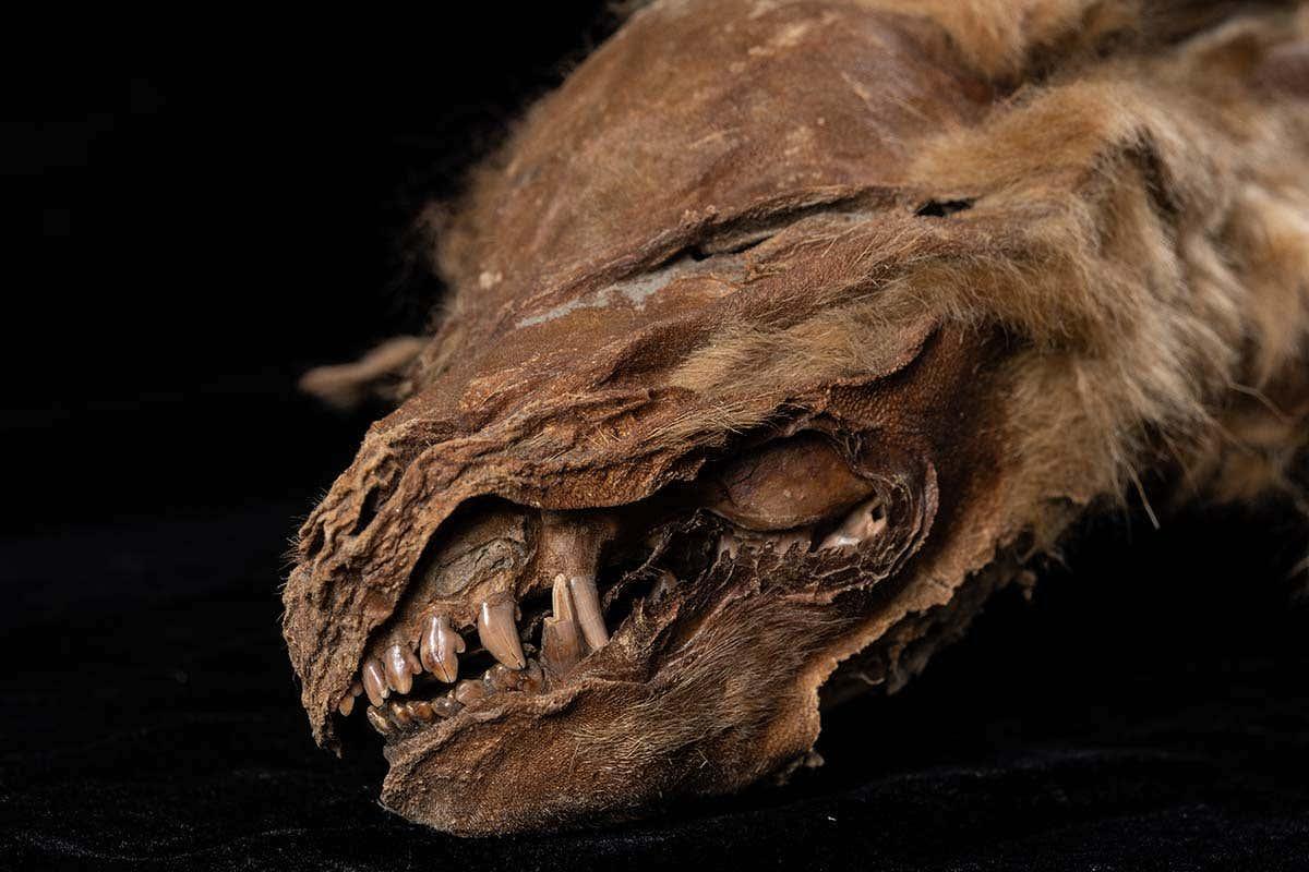 Un lobo momificado de hace 57.000 años descubierto bajo el hielo de Canadá