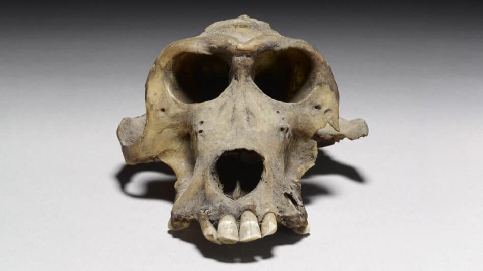 El cráneo de un babuino de hace 3300 años prueba la existencia del mágico reino de Punt