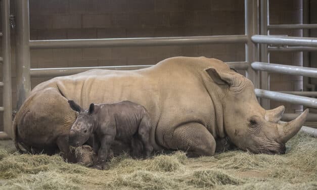Se busca vientre de alquiler para el rinoceronte blanco del norte