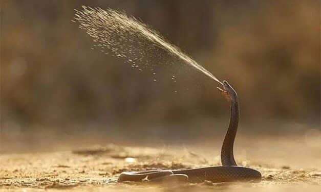 Las cobras escupen veneno para protegerse de los humanos