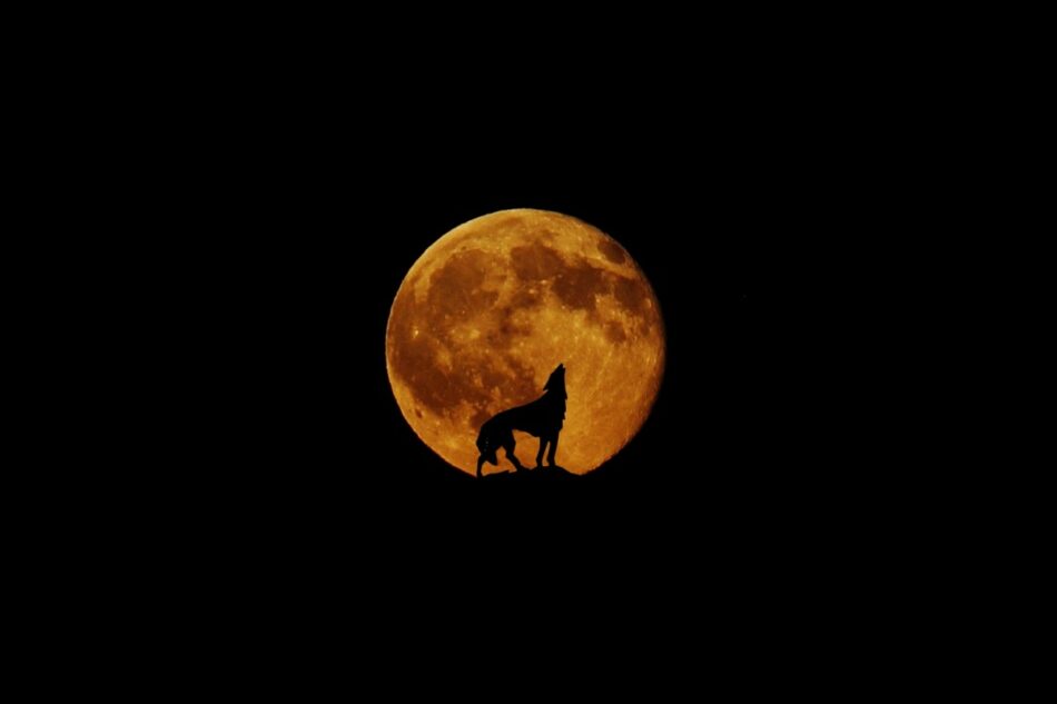 ¿Qué es la luna de lobo que puede verse esta noche?