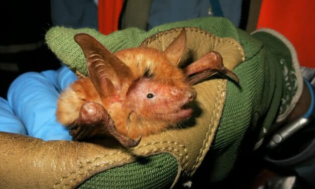 Nueva especie de murciélago naranja en peligro de extinción