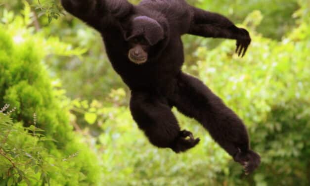 ‘Ardi’, el antepasado de los humanos que se columpiaba por los árboles como los monos