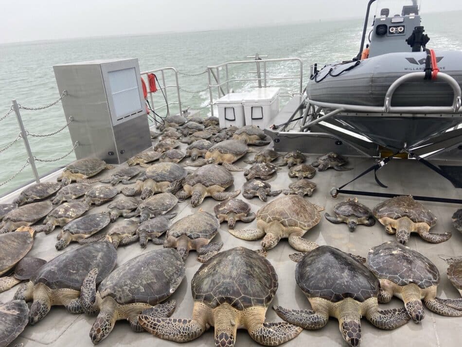 El rescate de miles de tortugas paralizadas por el frío