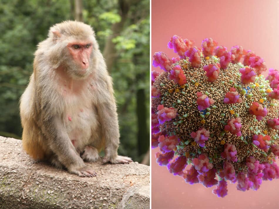 ¿Por qué necesitamos primates para investigación?