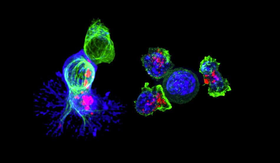 Las células T asesinas, la clave de las nuevas vacunas