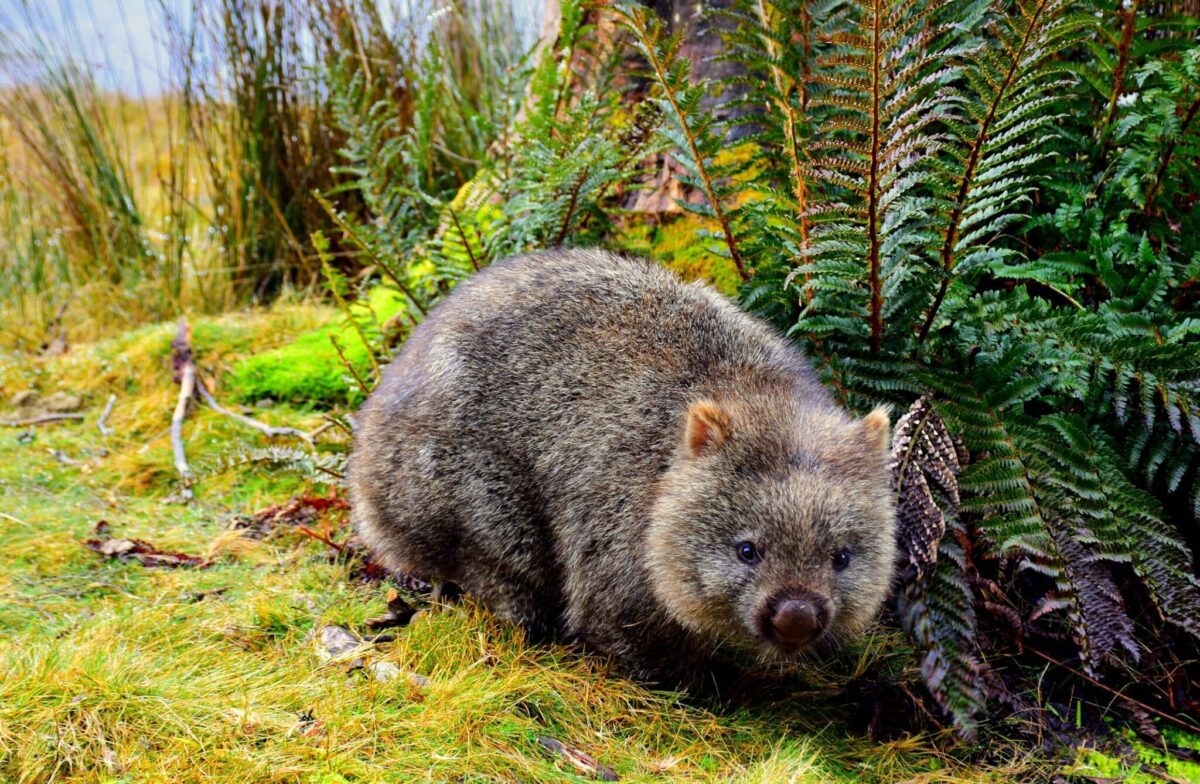 ¿Por qué las cacas de los wombat son cuadradas?
