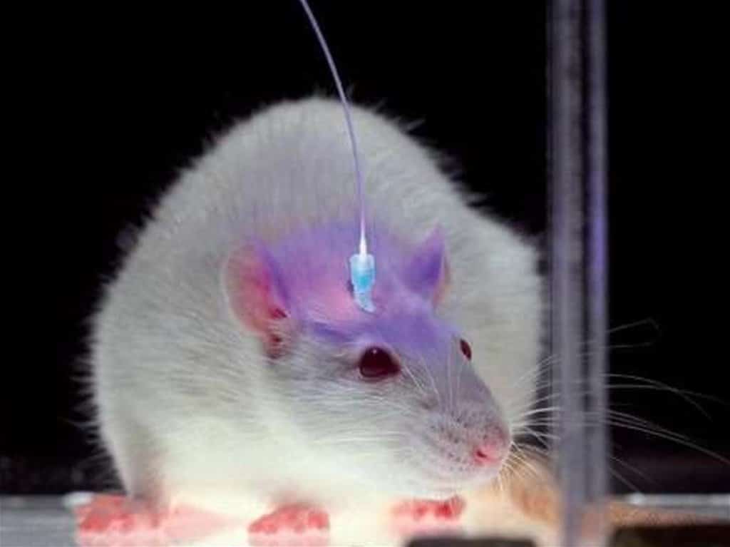 ratón experimento optogenética