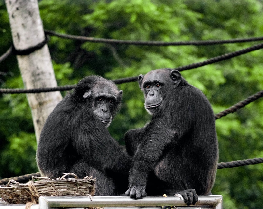 Los chimpancés son cooperativos y se ayudan unos a otros