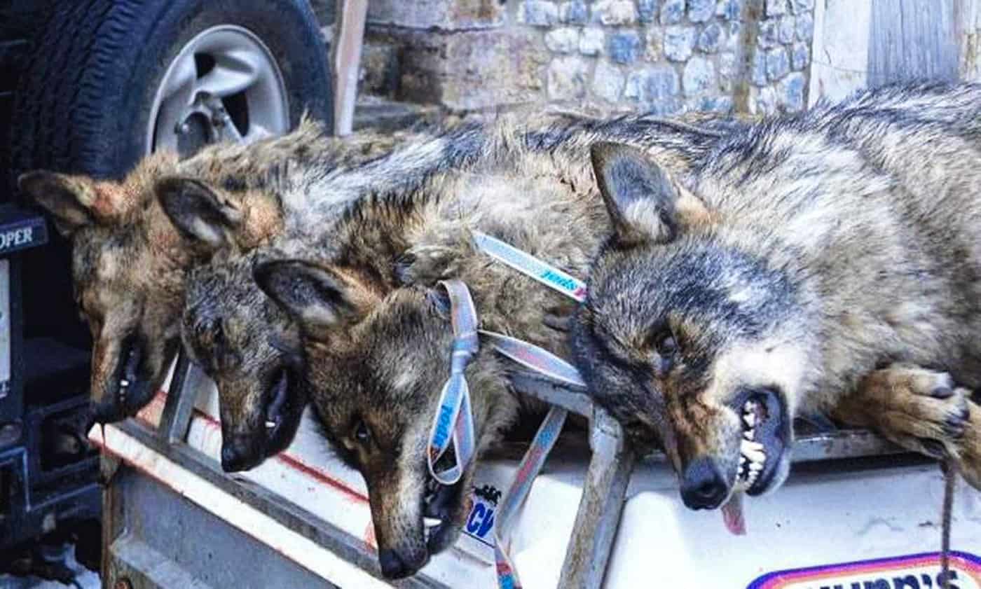 Por qué es tan importante proteger a los lobos