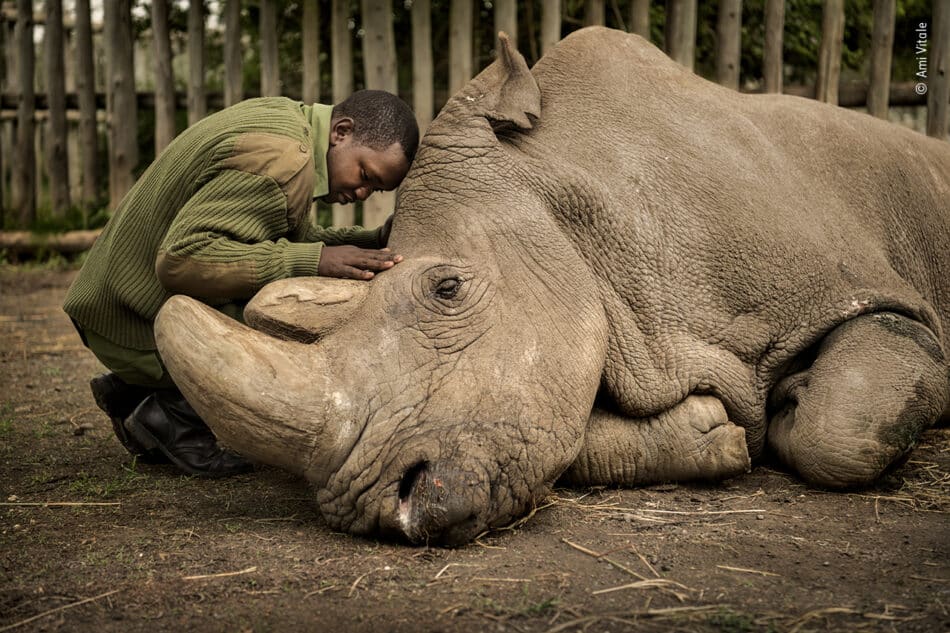 El adiós al último rinoceronte blanco, mención especial en el concurso