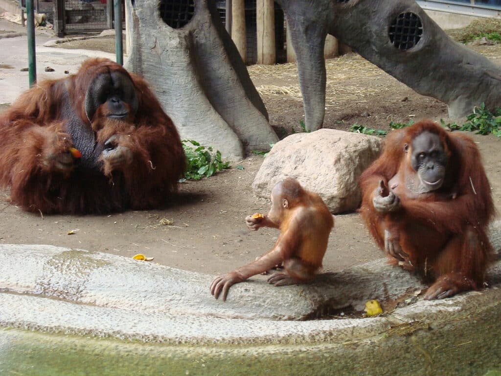 orangután hembra