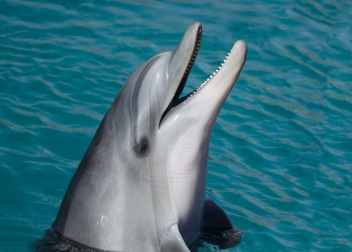 Delfines y humanos tenemos personalidades parecidas