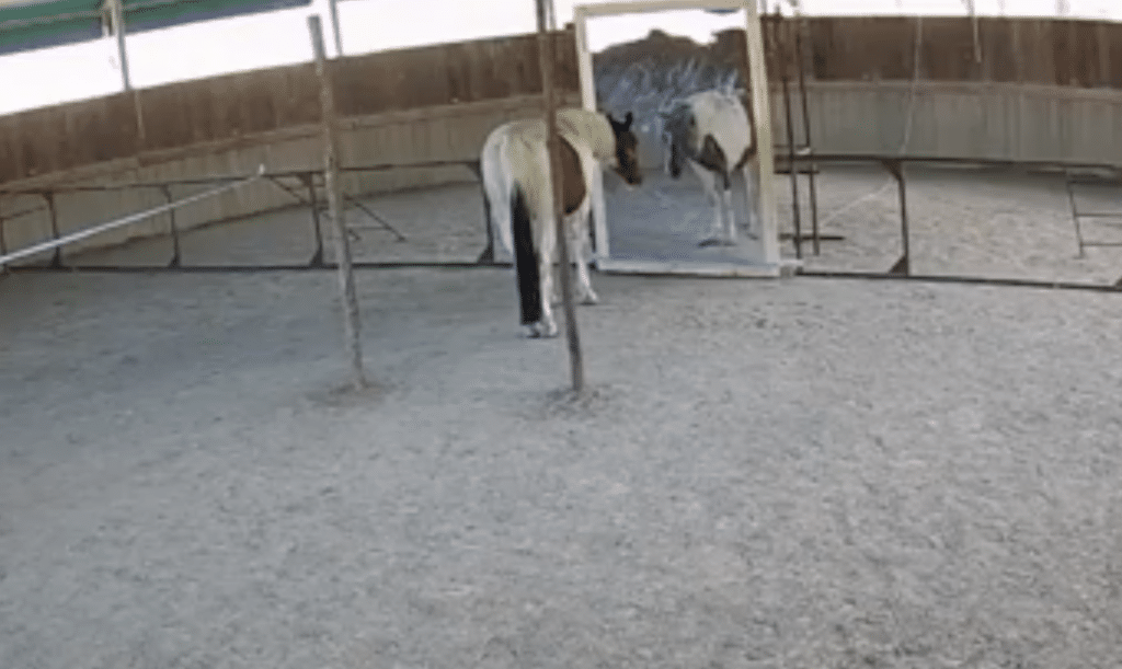 prueba del espejo en caballos