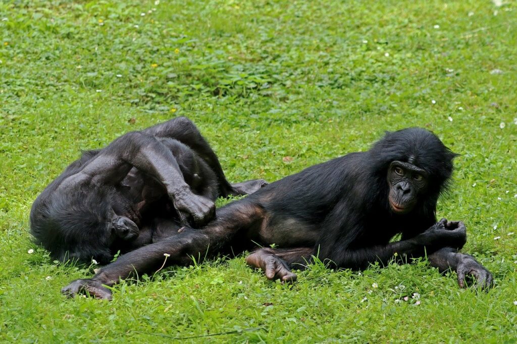 hembras bonobo