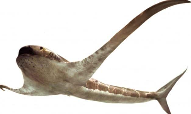 Así era el extraño tiburón águila que vivió hace 93 millones de años