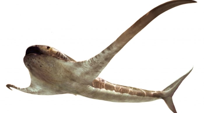 Así era el extraño tiburón águila que vivió hace 93 millones de años