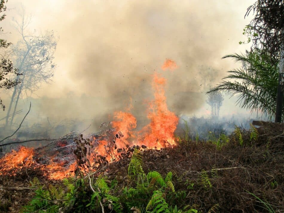 Los incendios forestales, culpables de la pandemia