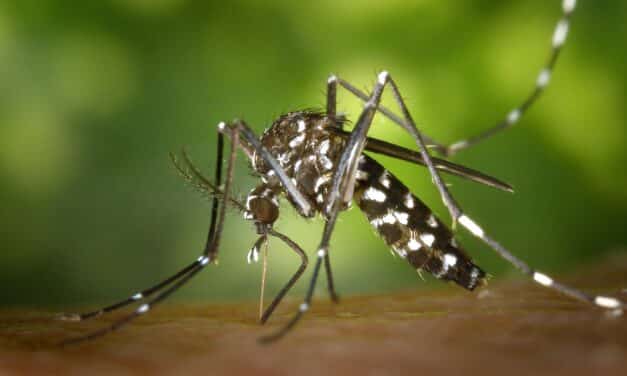 El mosquito tigre prefiere la sangre humana
