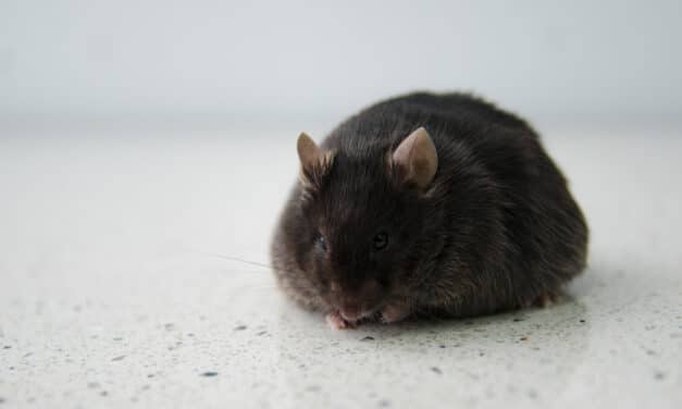 Un fármaco en uso consigue que ratones pierdan un 40% de su peso