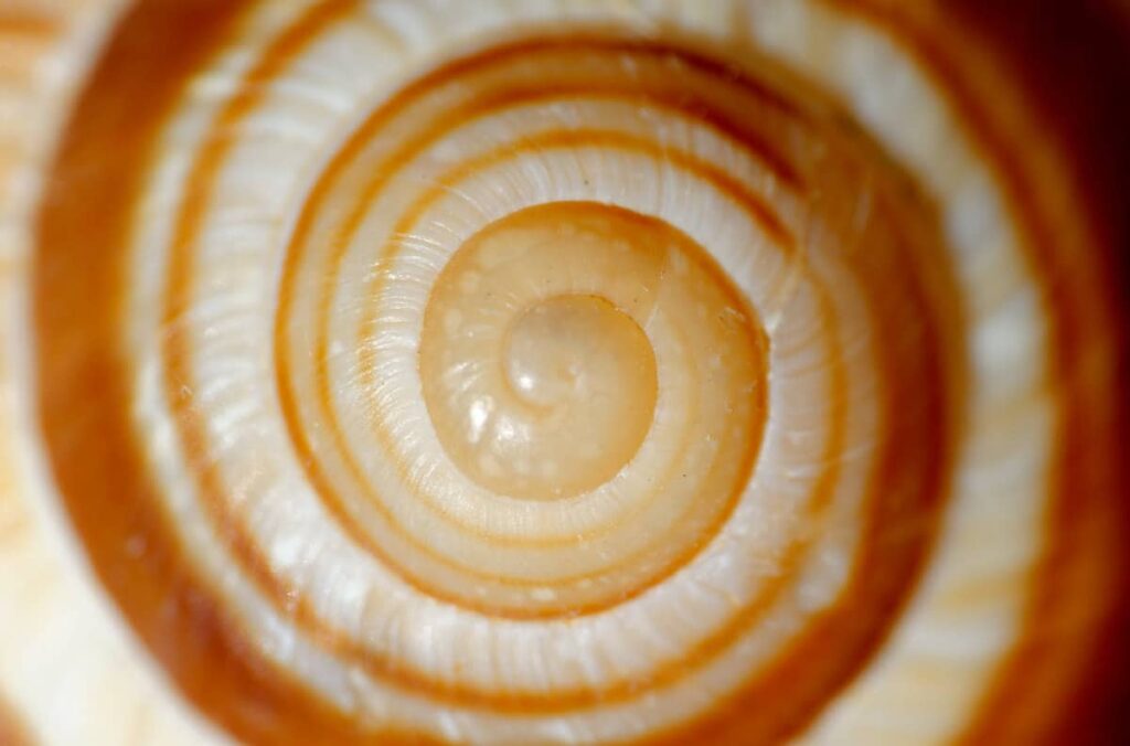 caracol espiral