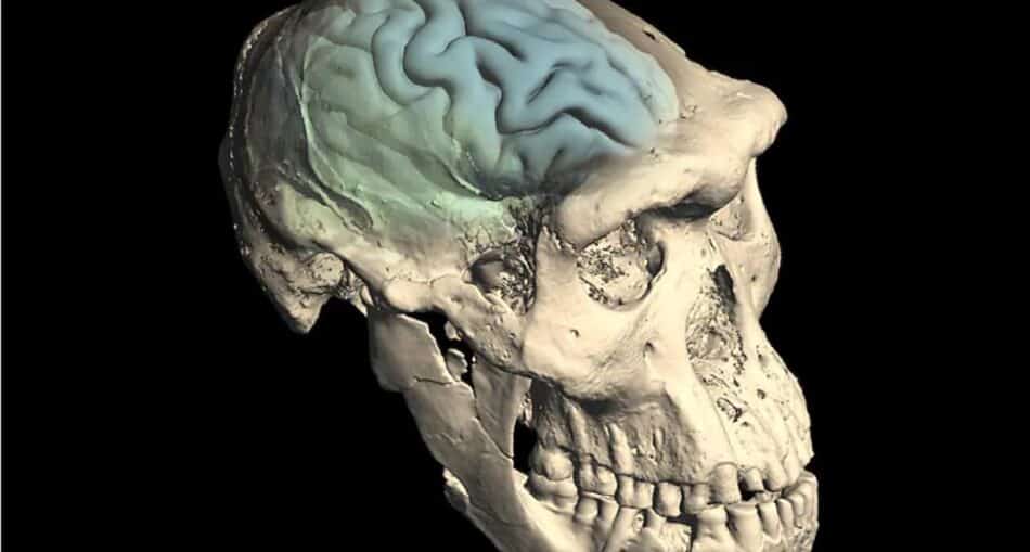 El origen del cerebro humano moderno: hace 1,7 millones de años