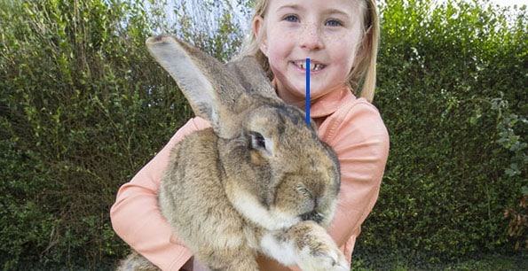 El conejo más grande del mundo ha sido secuestrado. Se ofrece recompensa