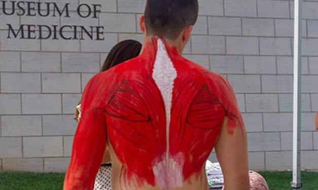 Ilustradores médicos pintan la anatomía sobre el cuerpo de atletas