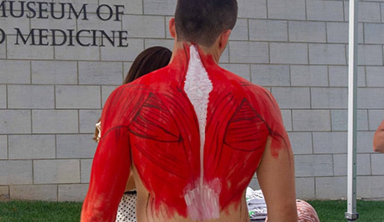 Ilustradores médicos pintan la anatomía sobre el cuerpo de atletas