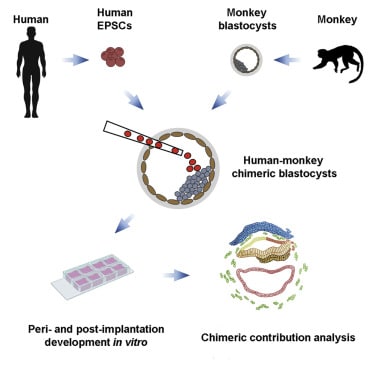 quimera embrión mono humano