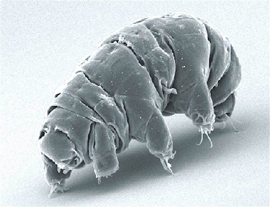 ¿Tenemos un origen extraterrestre? Un experimento flipante con tardígrados suma puntos a la teoría de la panspermia 1 Tárdigrado