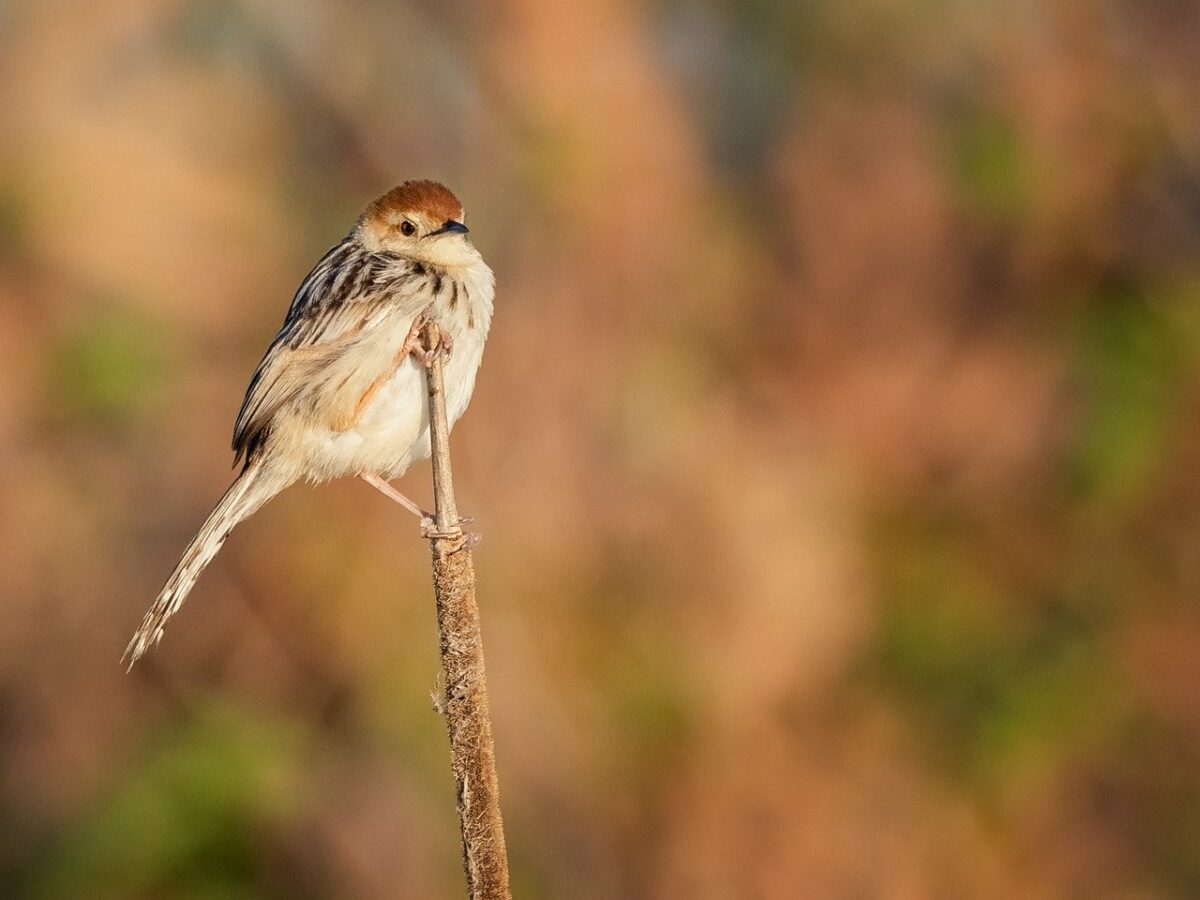 La estrategia de los pájaros pequeños para cruzar desiertos en su migración