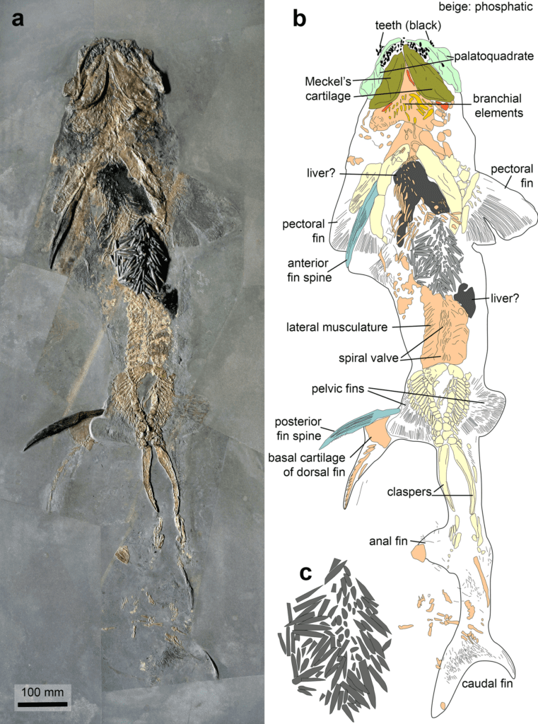 fósil de tiburón del jurásico