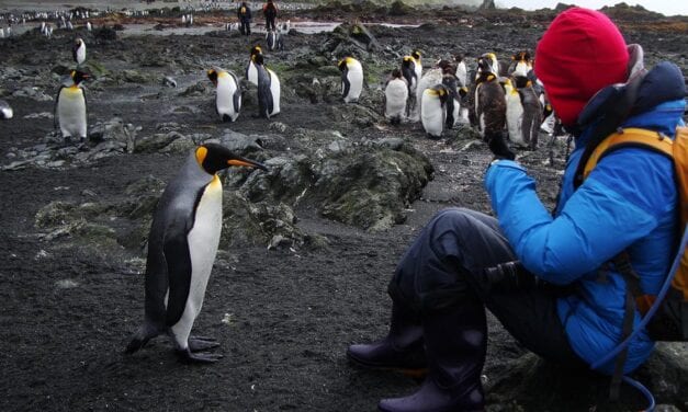 La caca de pingüino produce gas de la risa (y no es broma)