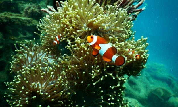 Los bebés Nemo son los peces más rápidos del mar