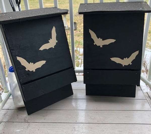 Bat Boxes Halloween