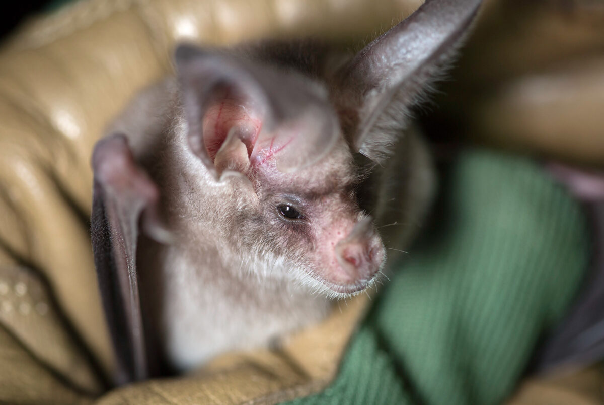 Una caja-nido en tu casa para salvar a los murciélagos