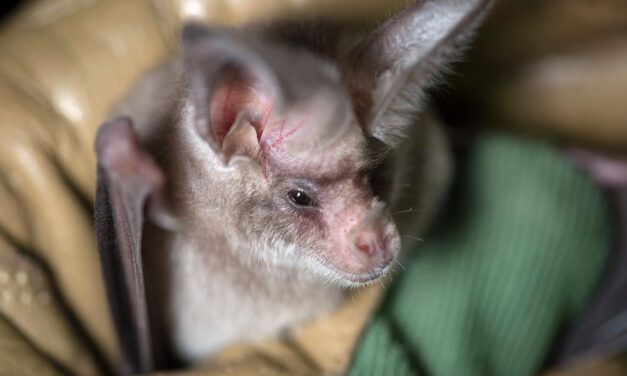 Una caja-nido en tu casa para salvar a los murciélagos